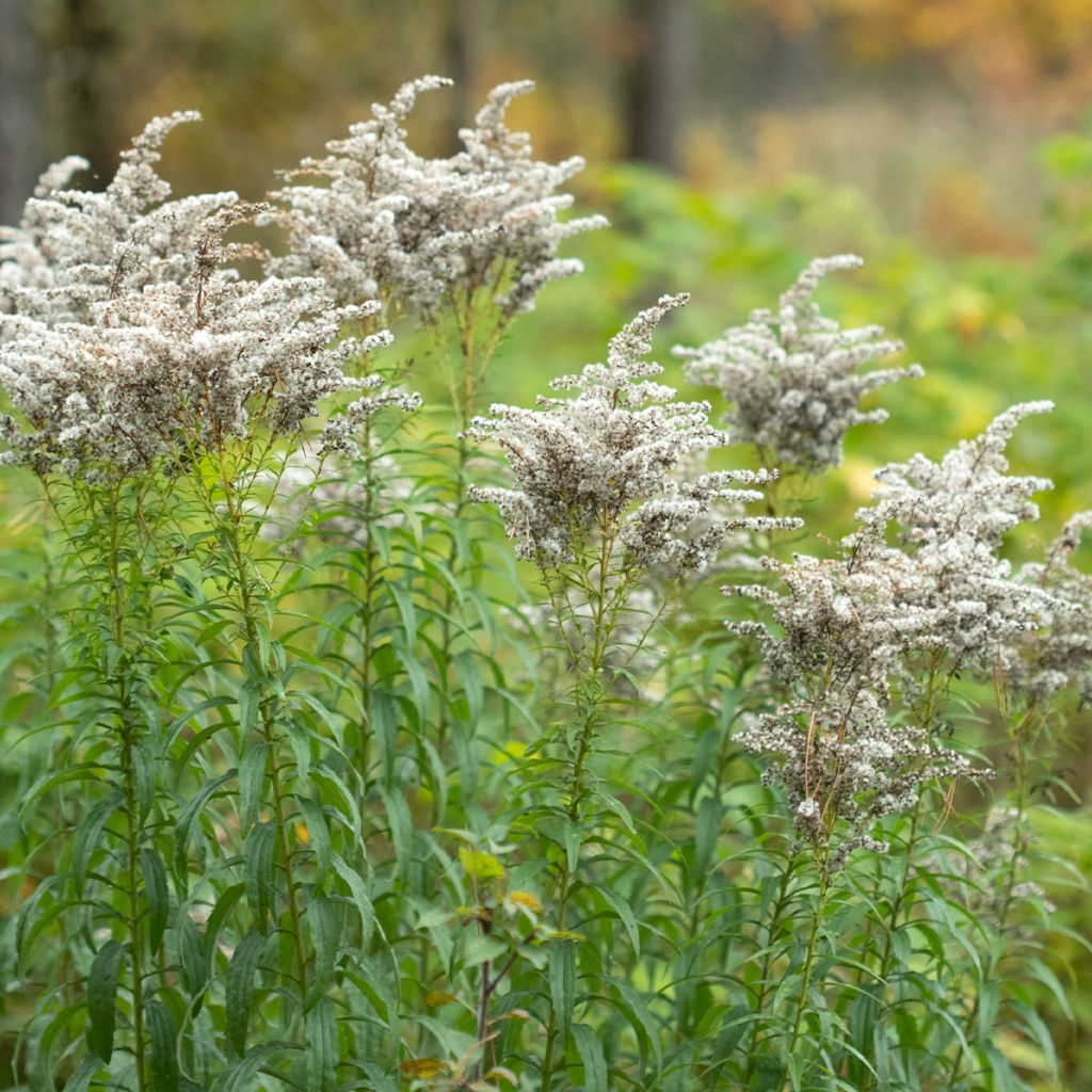 Solidago canadensis Golden Baby - Verge d'or du Canada naine