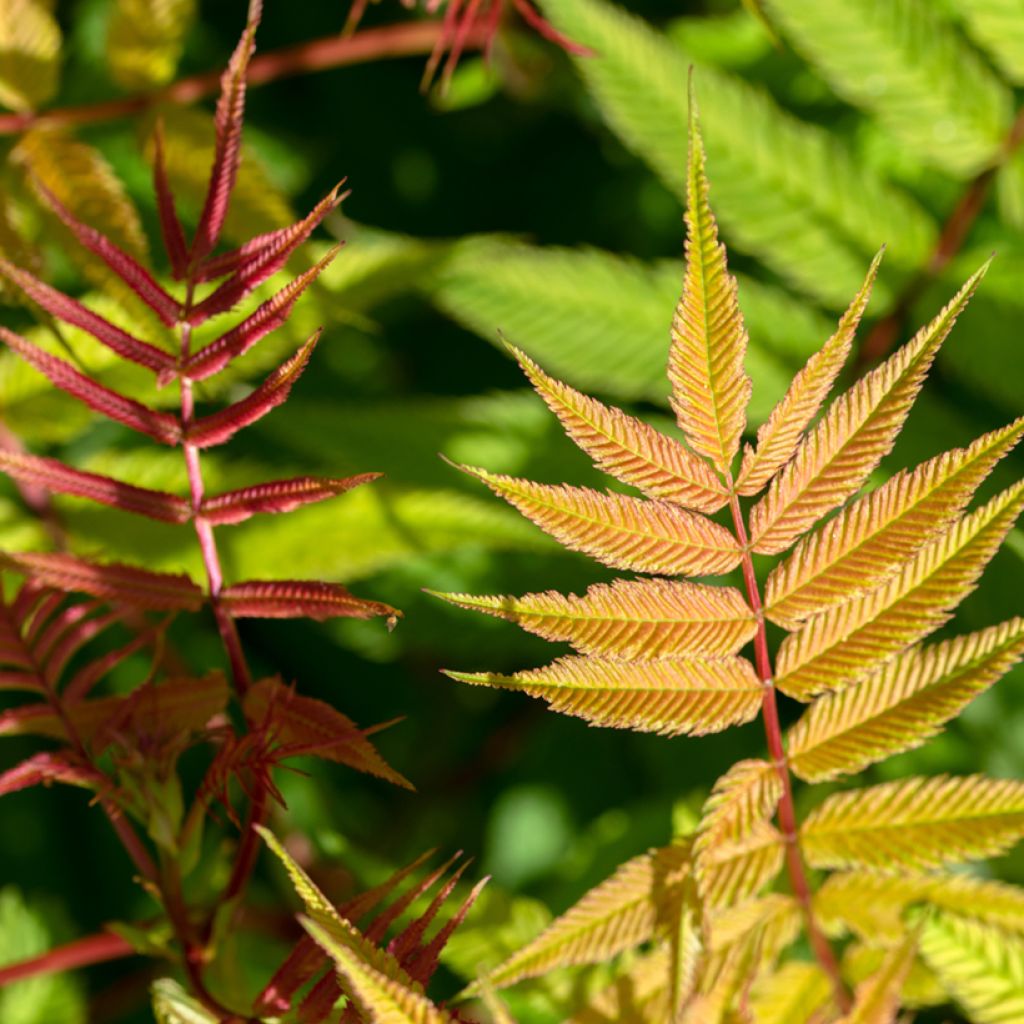 Sorbaria sorbifolia Matcha Ball