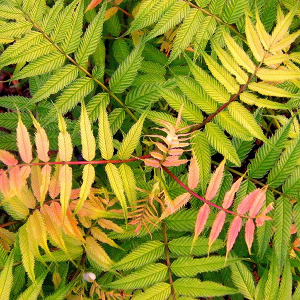 Sorbaria sorbifolia Sem - Falsa Spiraea