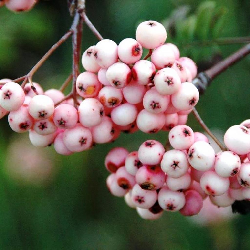 Sorbier - Sorbus Pink Veil