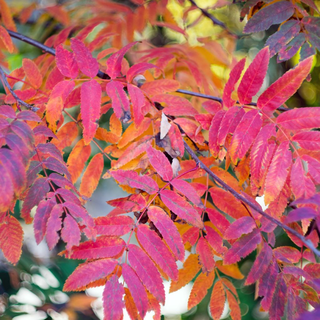 Sorbier des oiseleurs - Sorbus aucuparia Wettra