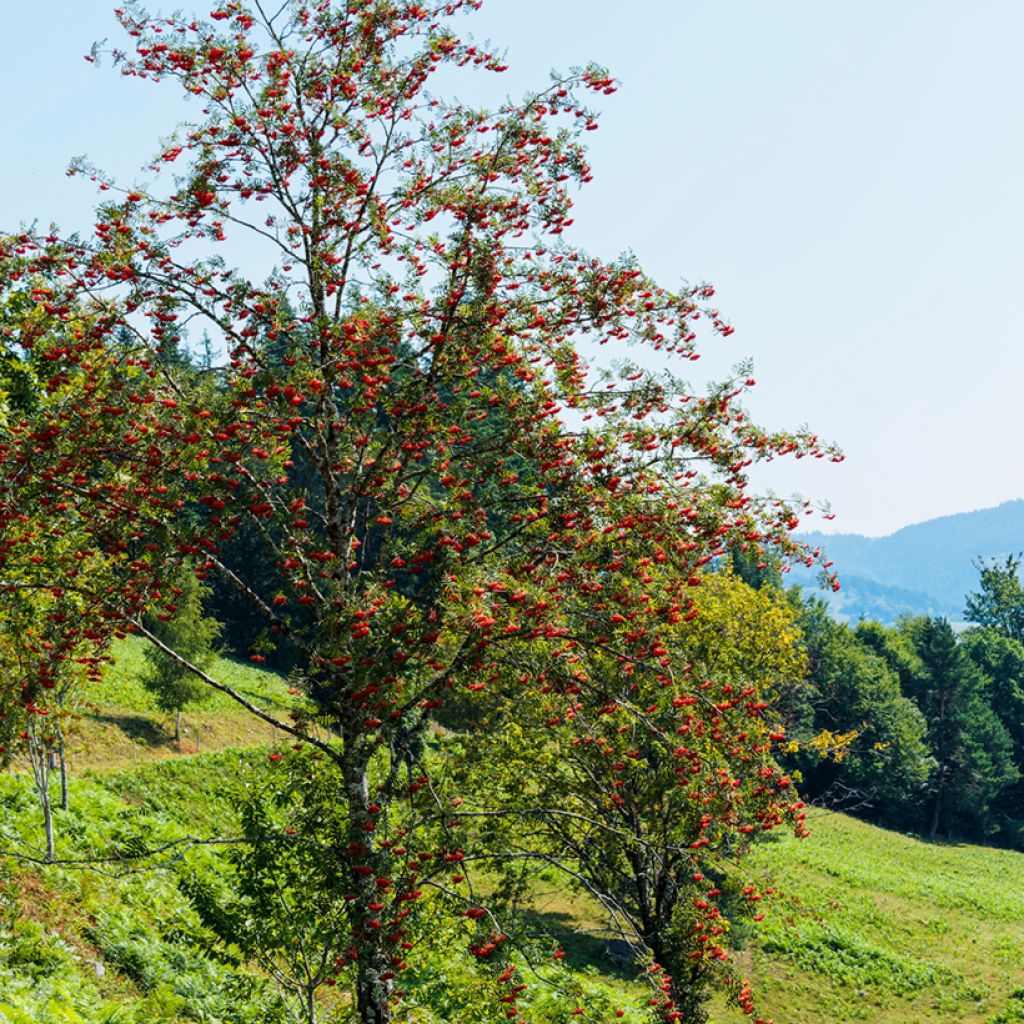 Sorbier des oiseleurs - Sorbus aucuparia Wettra