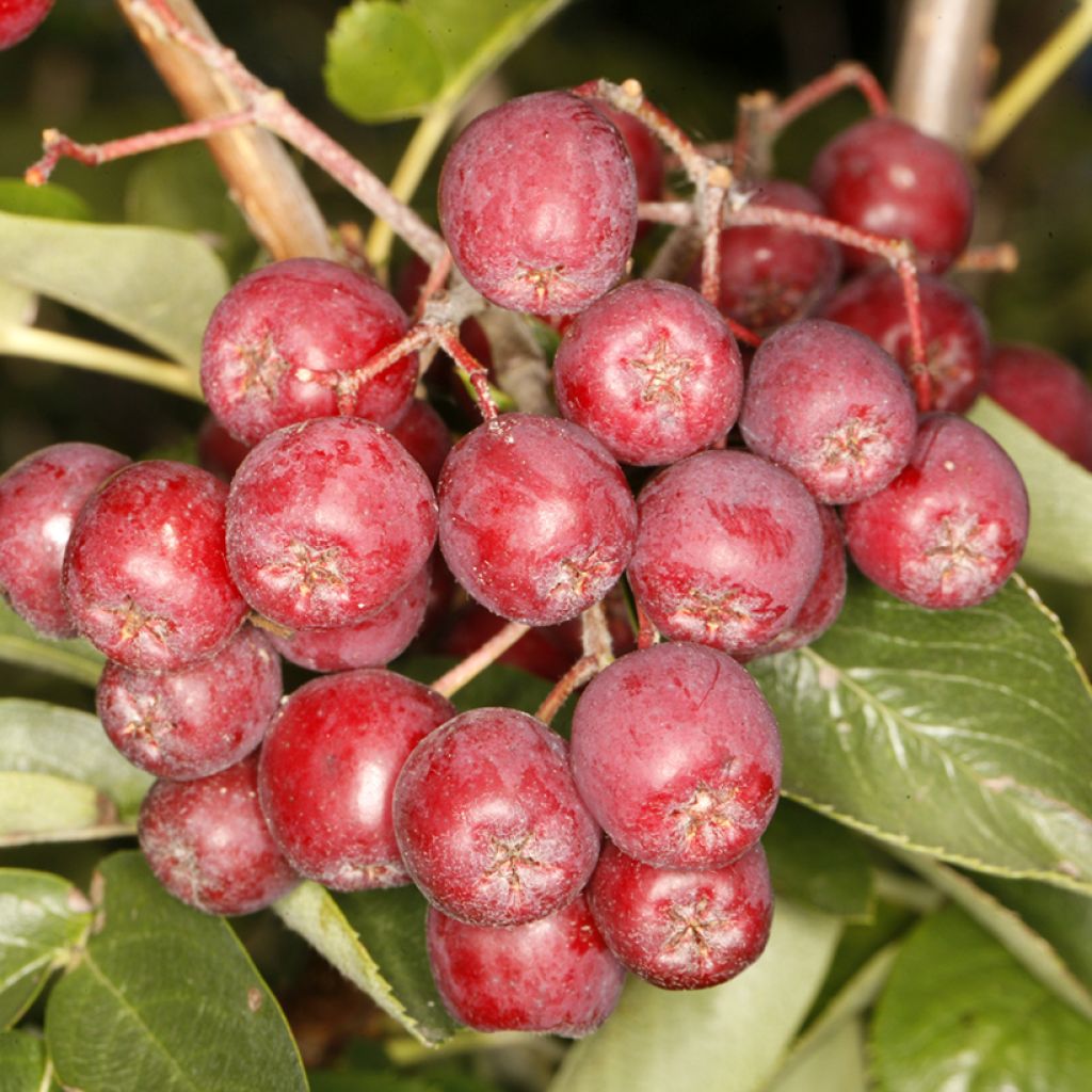 Sorbier des oiseleurs - Sorbus Alaja Krupnaja