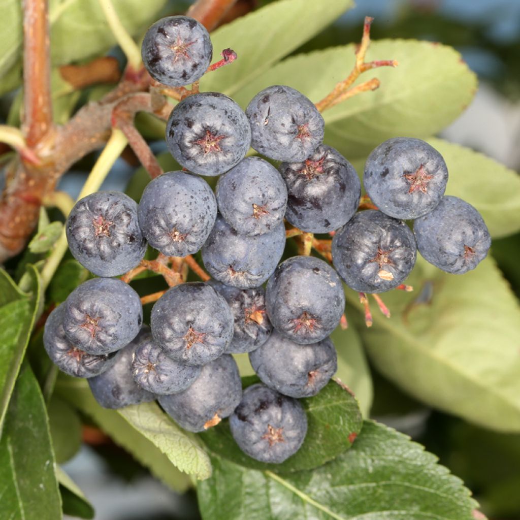 Sorbier Black Ruby - Sorbus Czarne Rubiny