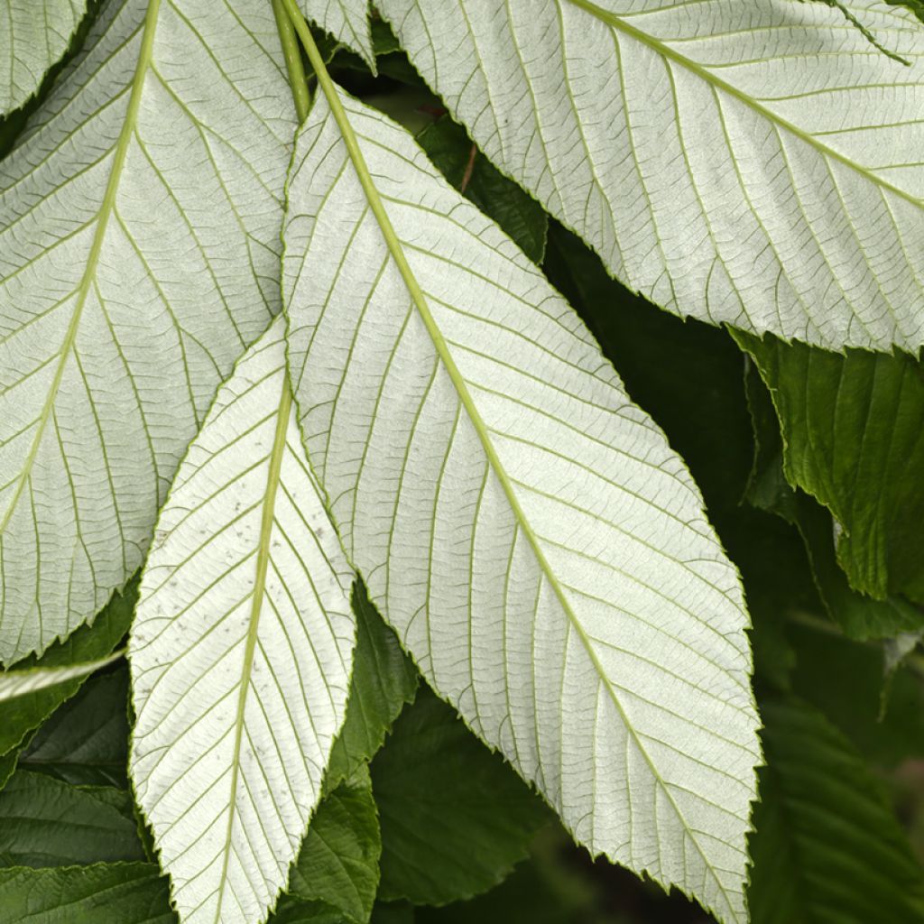 Sorbus John Bond - Serbal