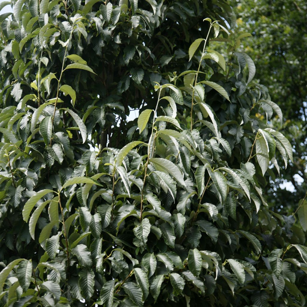 Sorbus John Bond - Serbal