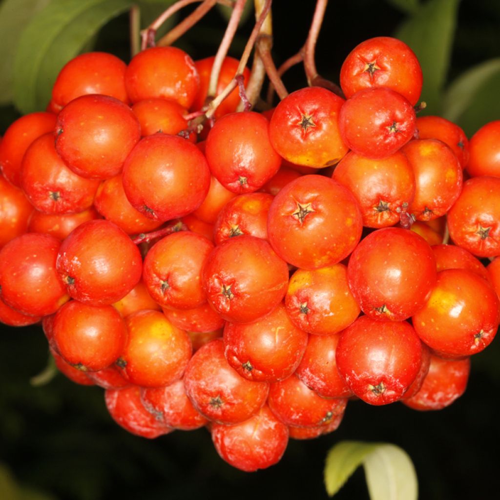 Sorbier des oiseleurs - Sorbus aucuparia Krasnaja Krupnaja