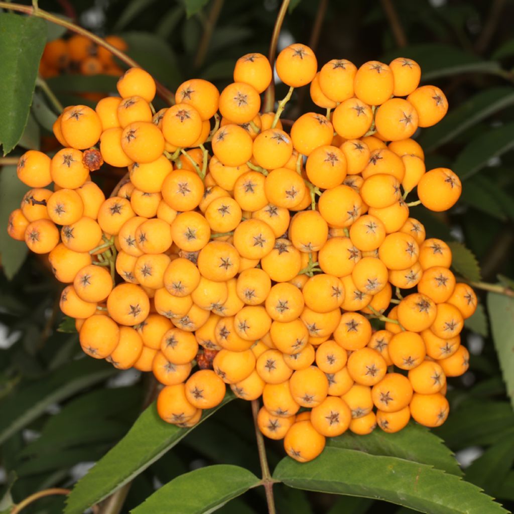 Sorbus x arnoldiana Schouten - Serbal