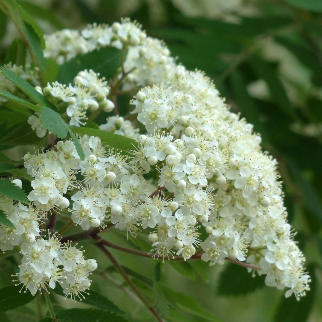 Sorbus aucuparia Autumn Spire - Sorbier des oiseleurs