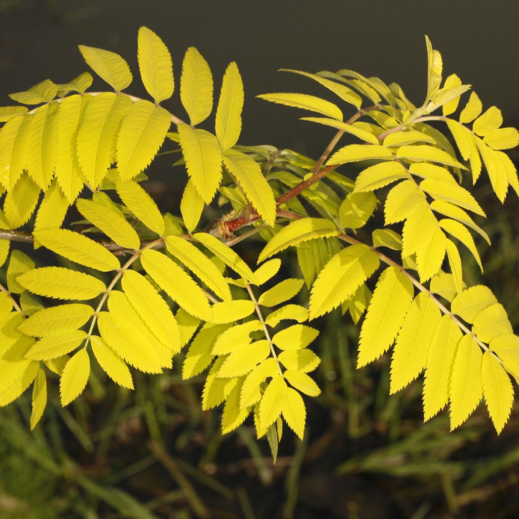 Sorbus aucuparia Dirkenii - Serbal de cazadores