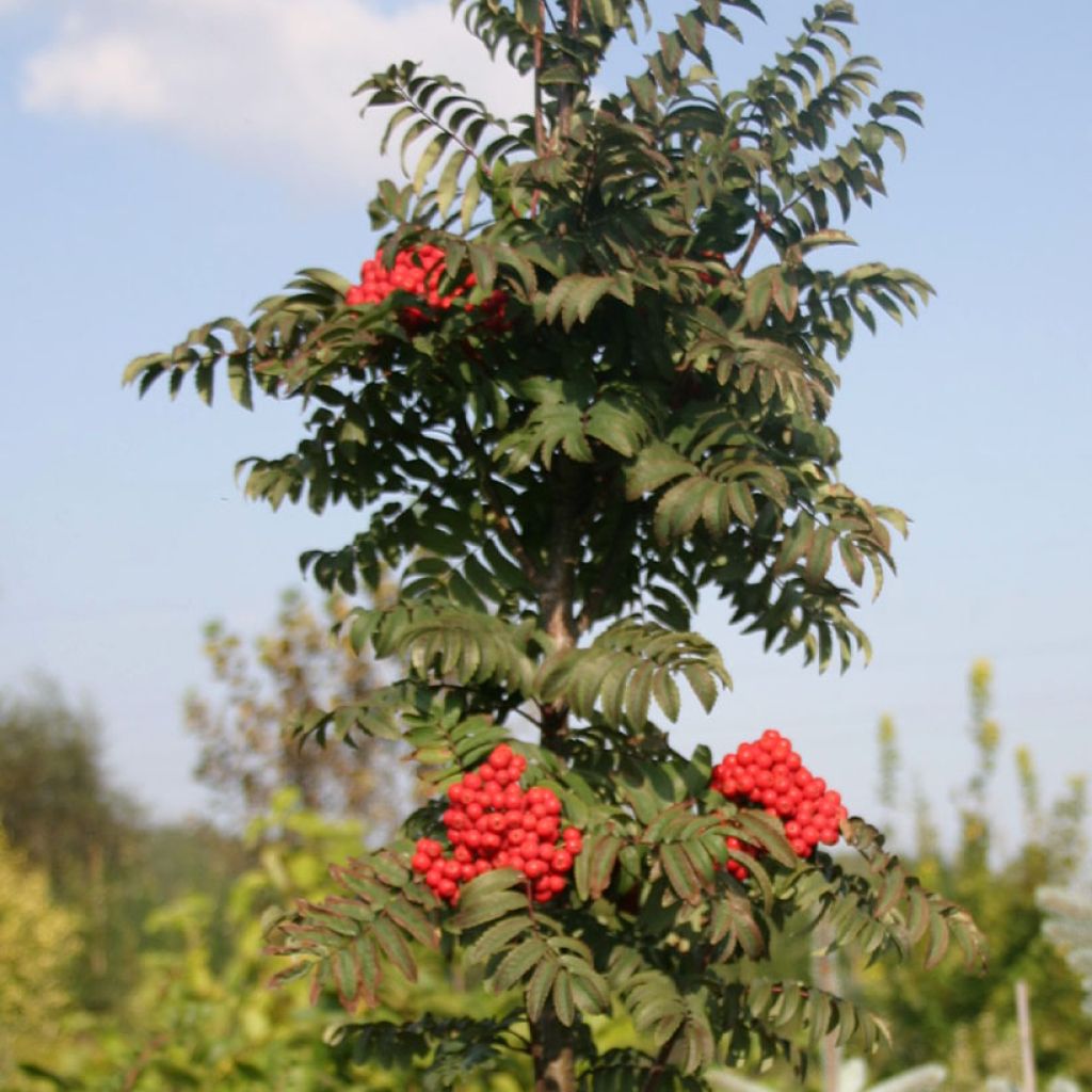 Sorbus aucuparia Fastigiata - Serbal de cazadores