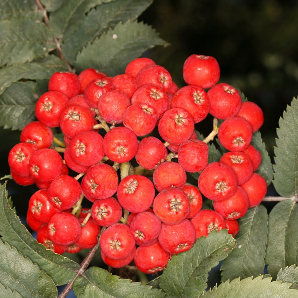 Sorbus aucuparia Fastigiata - Serbal de cazadores