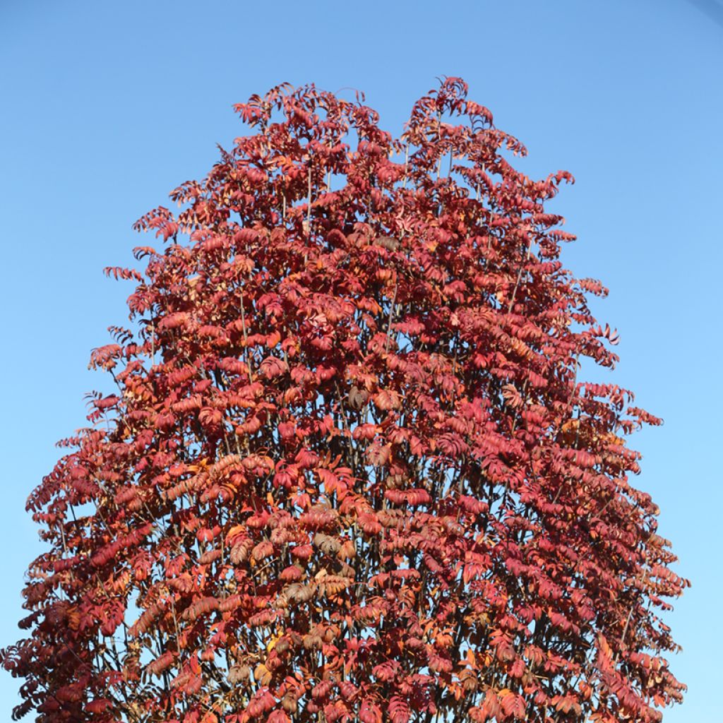 Sorbus aucuparia Fingerprint - Serbal de cazadores