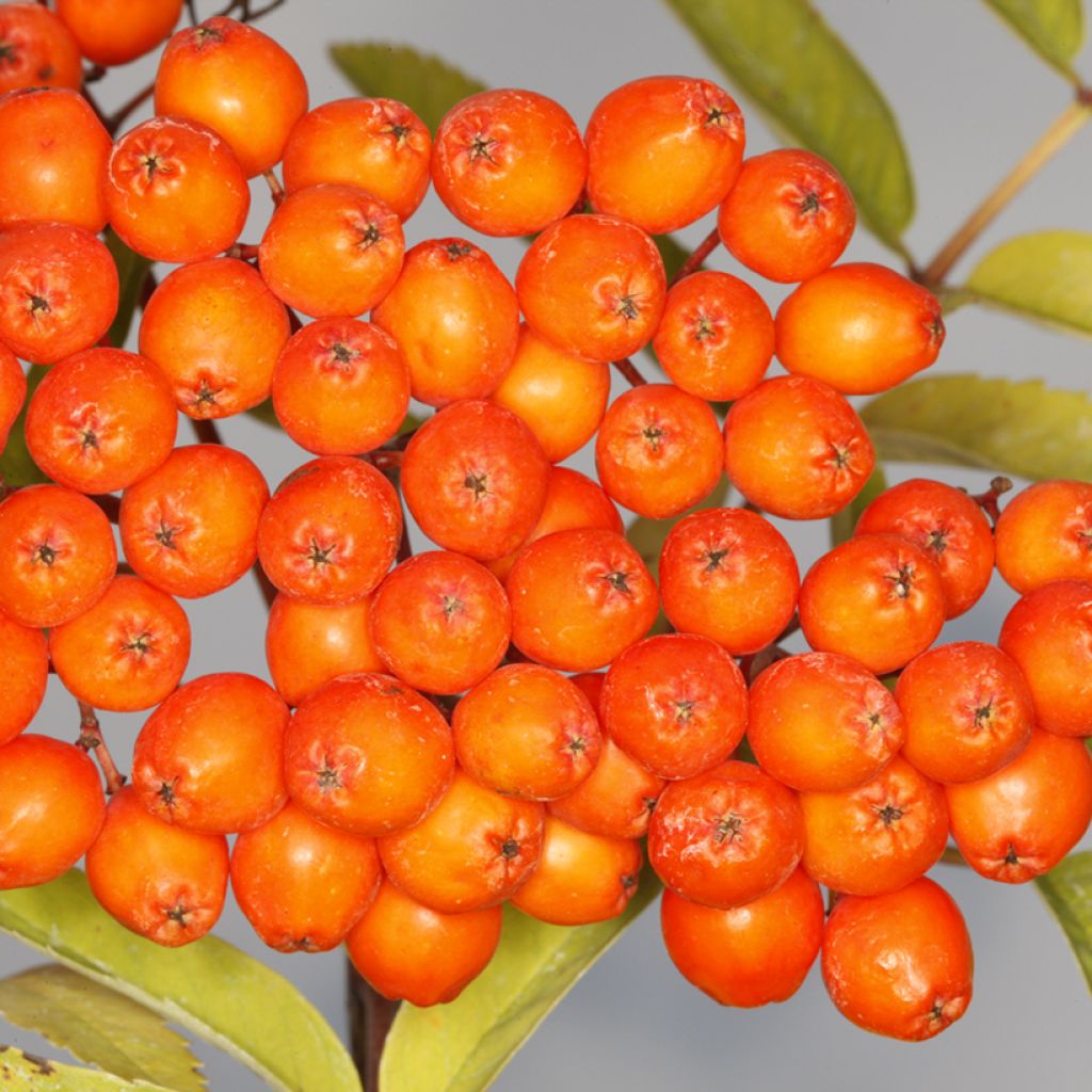 Sorbus aucuparia Konzentra - Serbal de cazadores