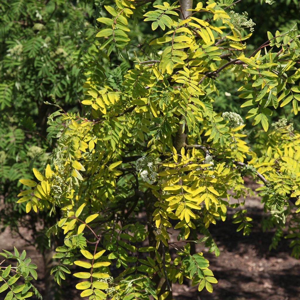 Sorbus aucuparia Pendula Variegata - Serbal de cazadores