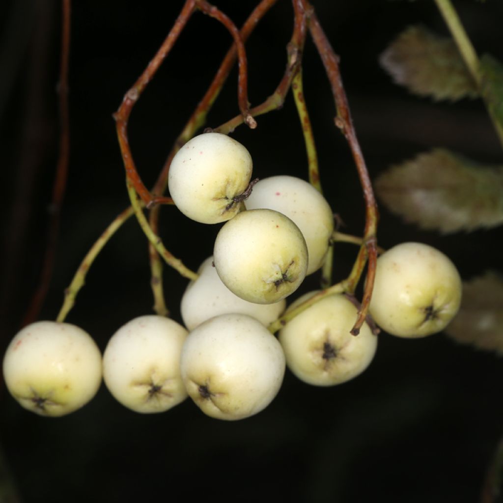 Sorbus filipes - Serbal