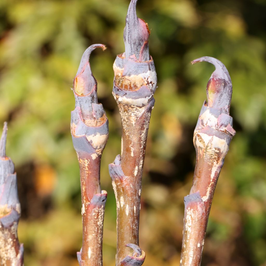 Sorbus matsumurana - Serbal