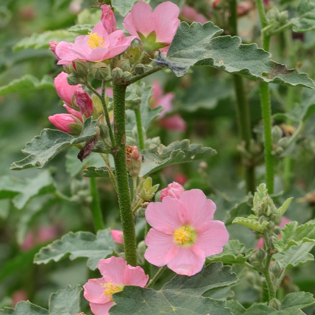 Sphaeralcea Charmeuse