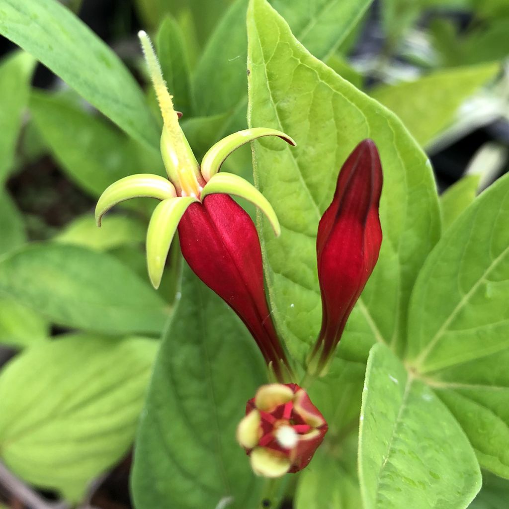 Spigelia marilandica - Spigélie du Maryland