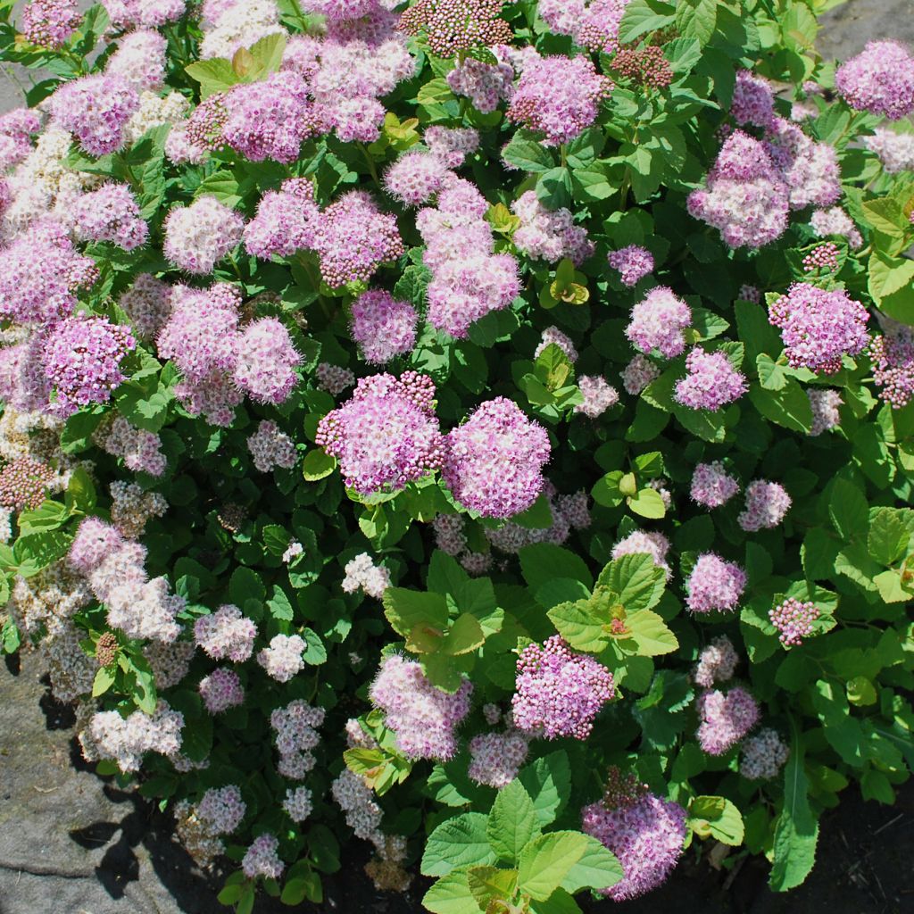 Spiraea betulifolia PINK SPARKLER ® COURISPI01 - Spirée à feuilles de bouleau.