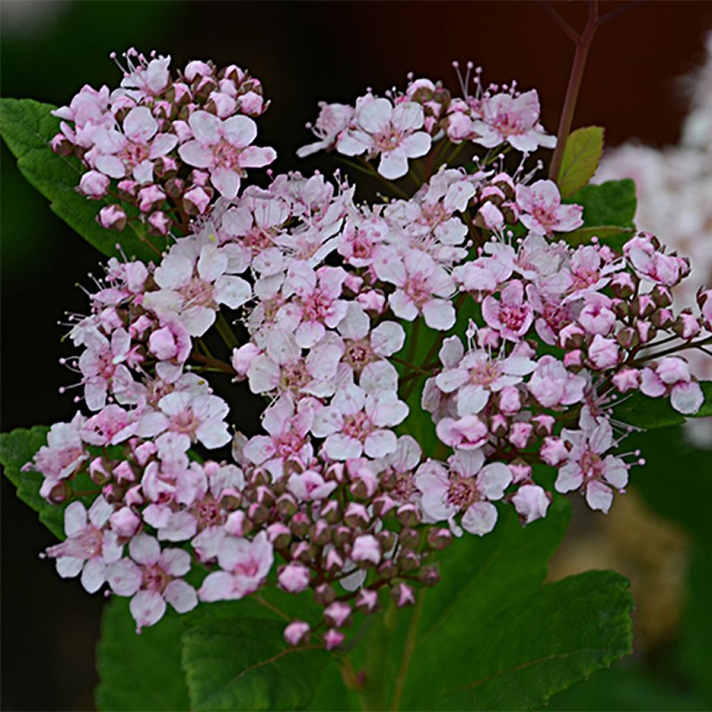 Spiraea betulifolia PINK SPARKLER ® COURISPI01 - Spirée à feuilles de bouleau.