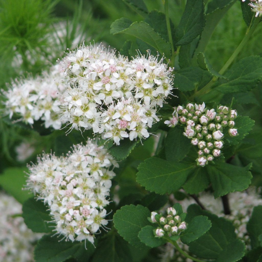 Espirea betulifolia Tor