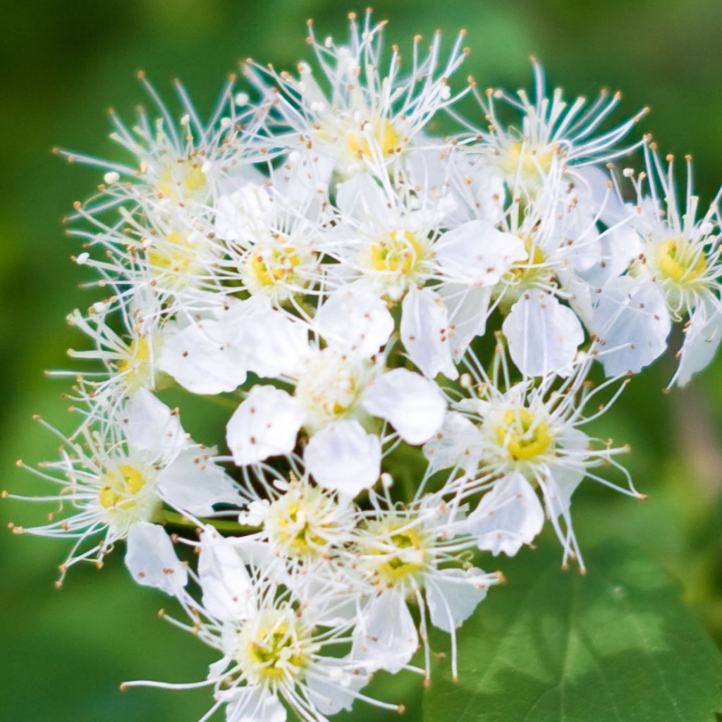 Espirea betulifolia Tor