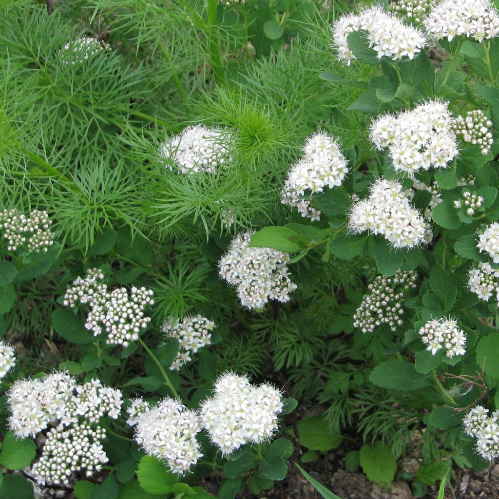 Espirea betulifolia Tor