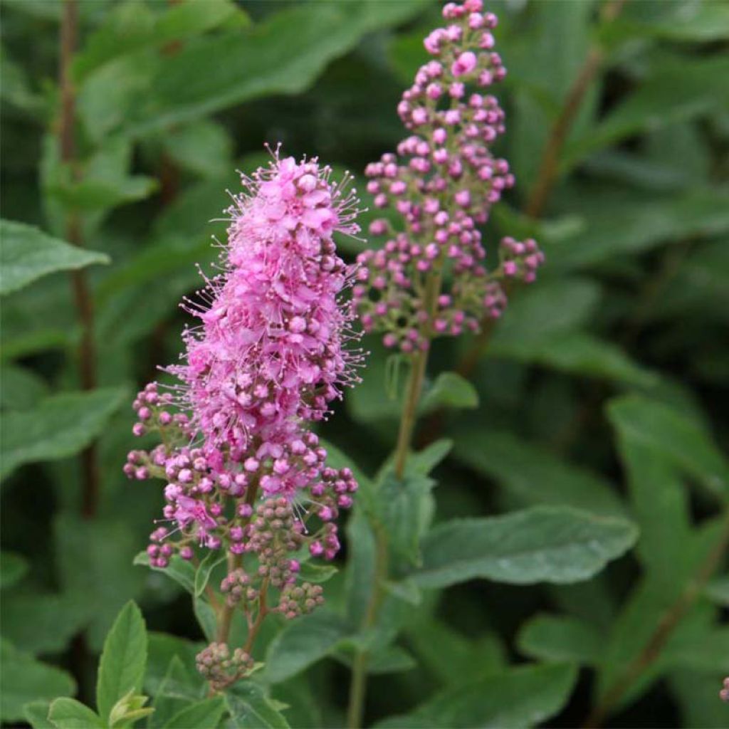 Spiraea billardii - Spirée 