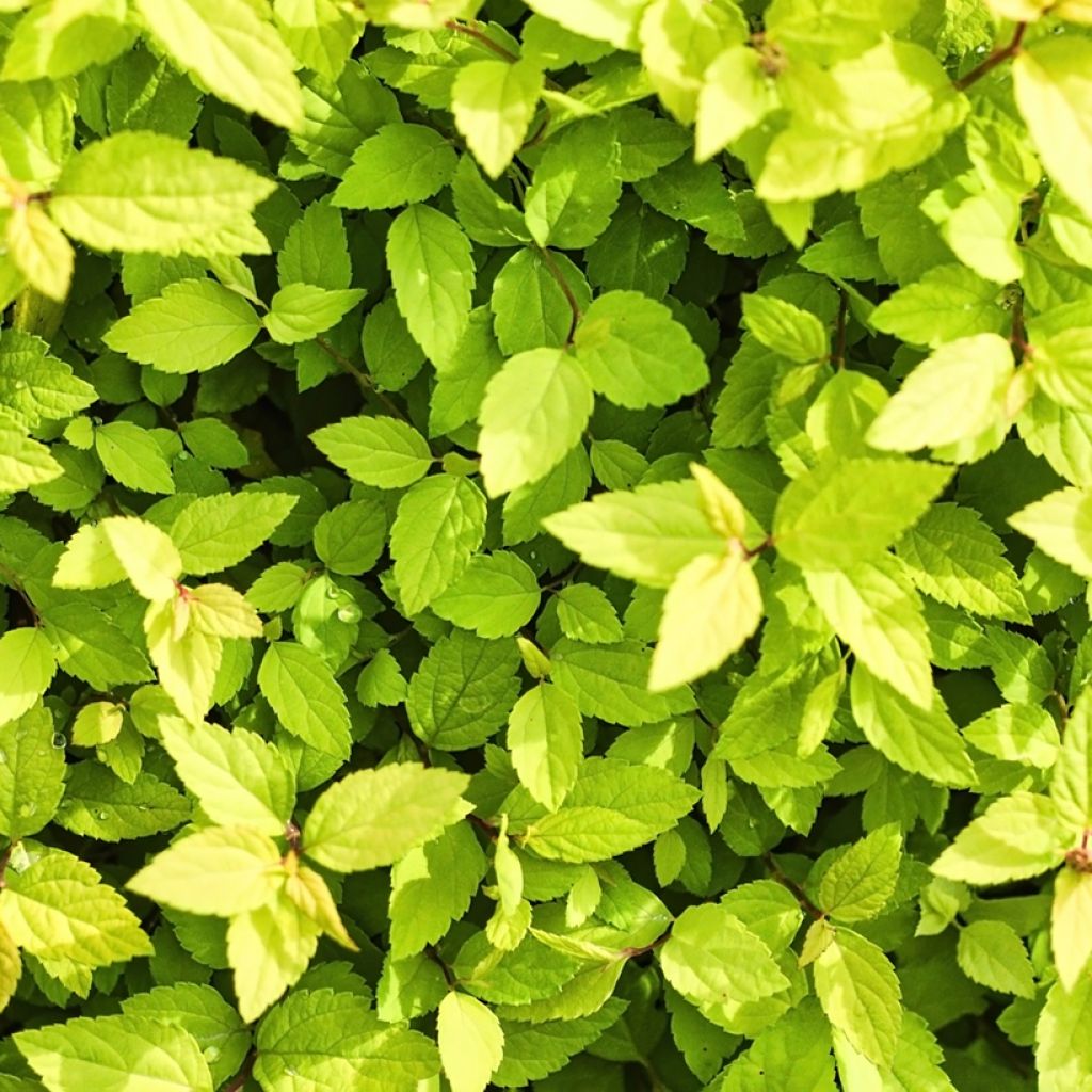 Spiraea chamaedryfolia - Spirée à feuilles de petit-chêne