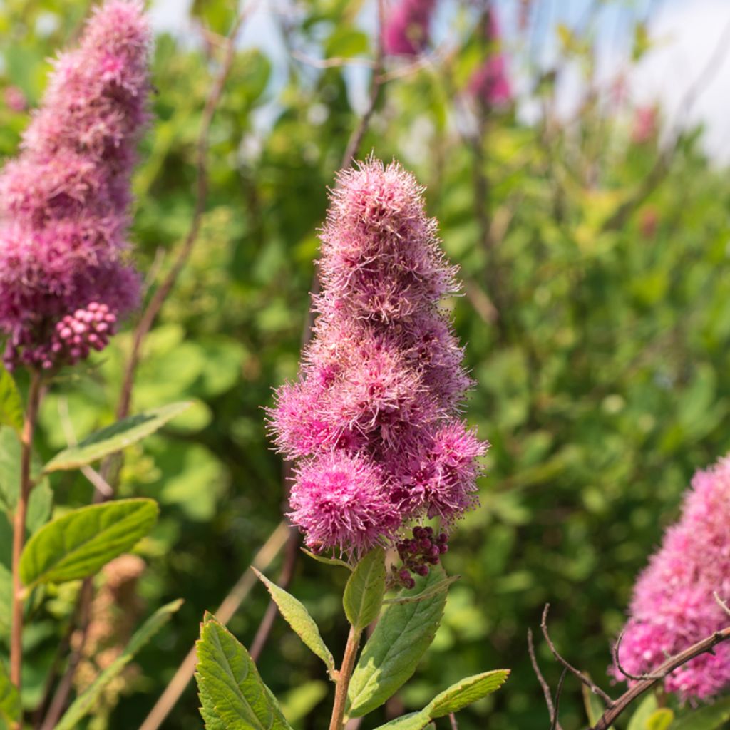 Spiraea douglasii - Spirée de Douglas