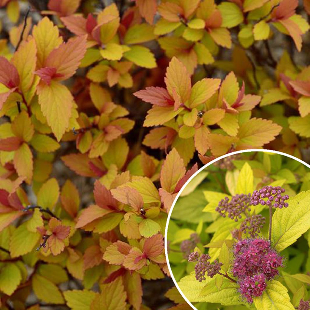 Espirea japonica Little Flame - Espirea del Japón