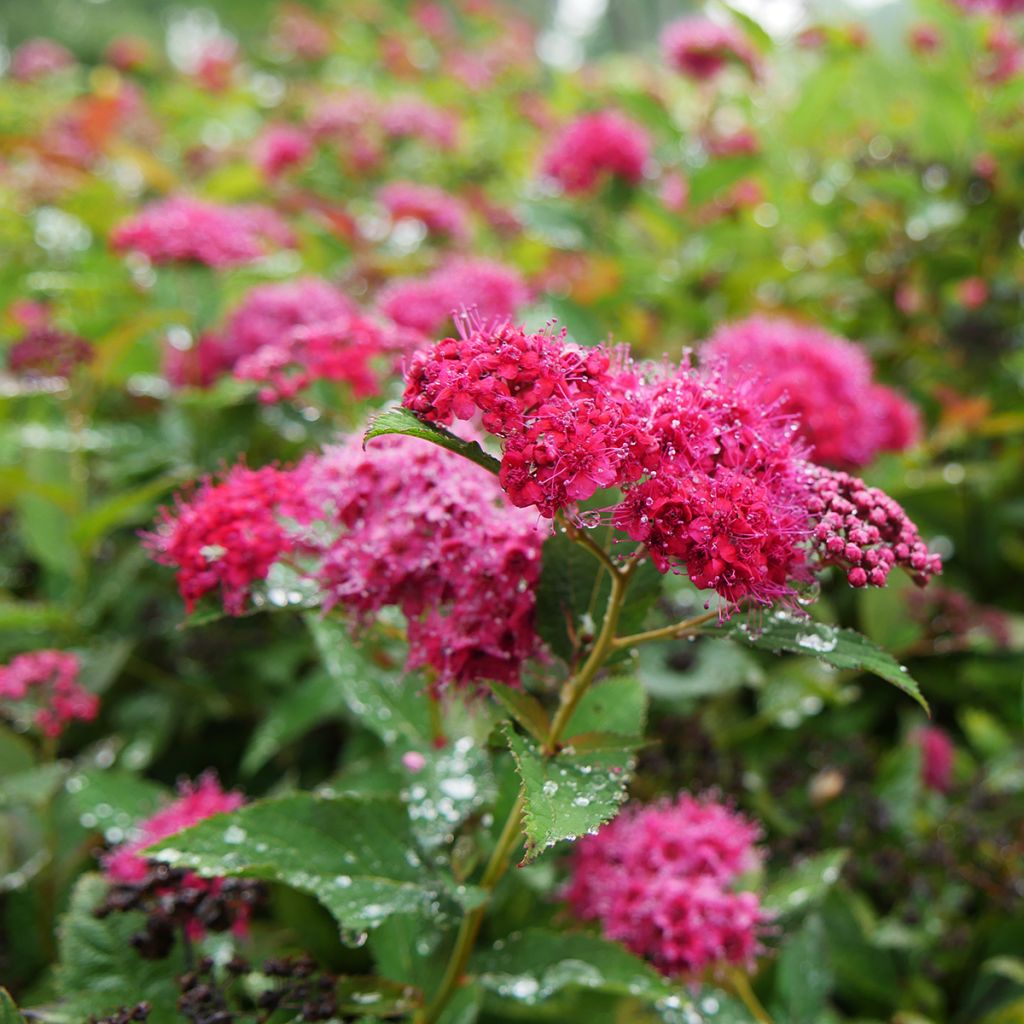 Spirée japonaise Double Play Doozie - Spiraea japonica