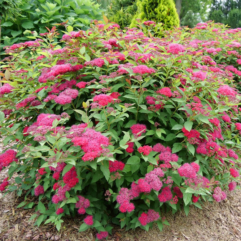 Spirée japonaise Double Play Doozie - Spiraea japonica