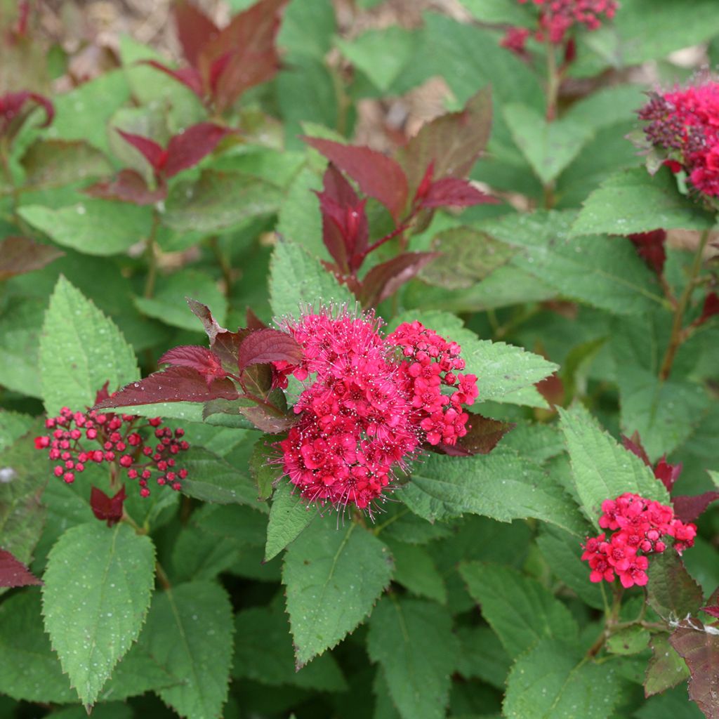 Spirée japonaise Double Play Doozie - Spiraea japonica