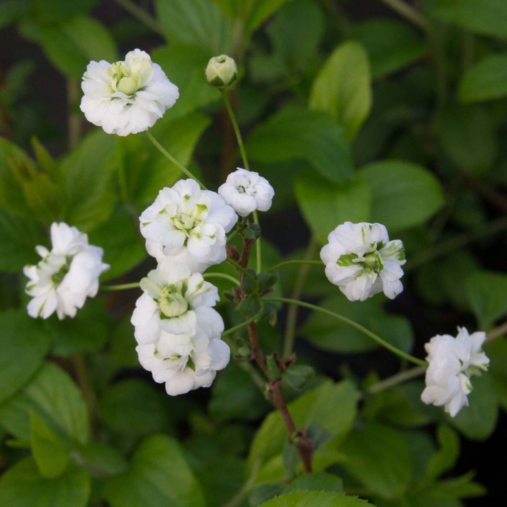 Spiraea prunifolia Plena - Spirée blanche