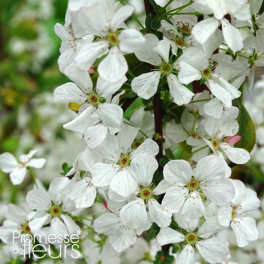 Spiraea thunbergii Fujino Pink - Spirée de Thunberg