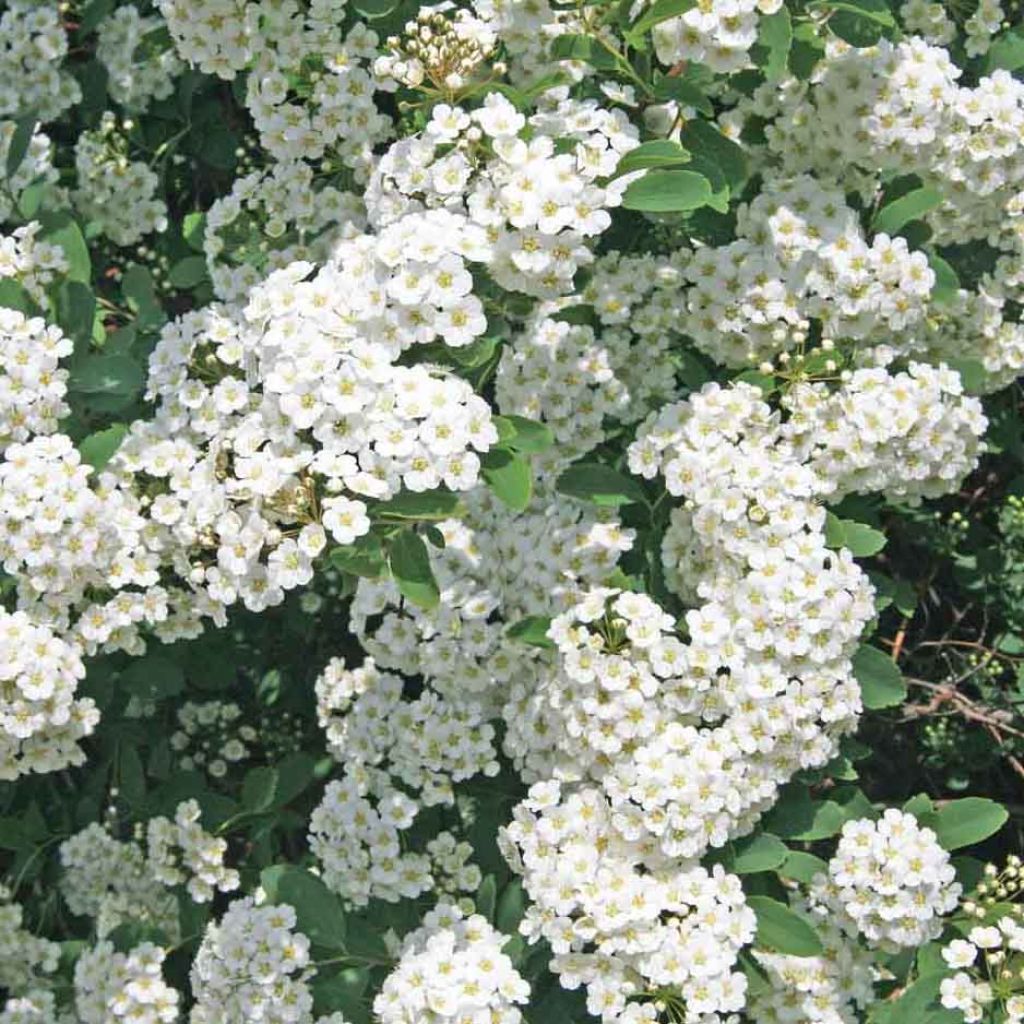 Spiraea vanhouttei - Spirée de Van Houtte