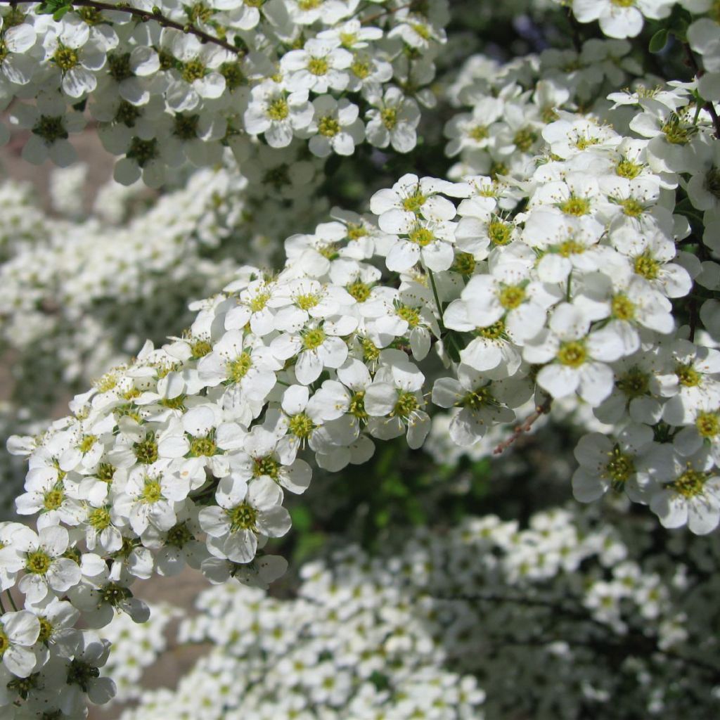 Spiraea vanhouttei Gold Fountain - Spirée de Van Houtte dorée