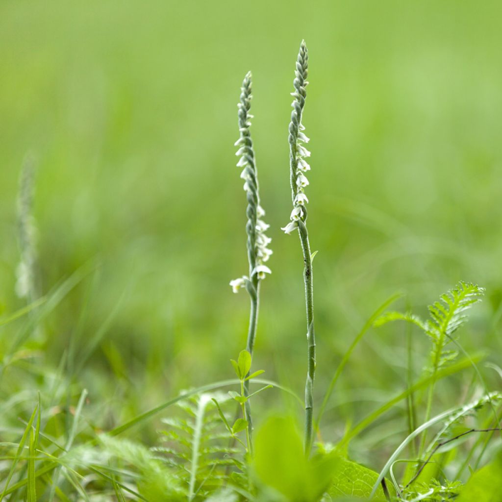 Spiranthes cernua var odorata Chadd's Ford