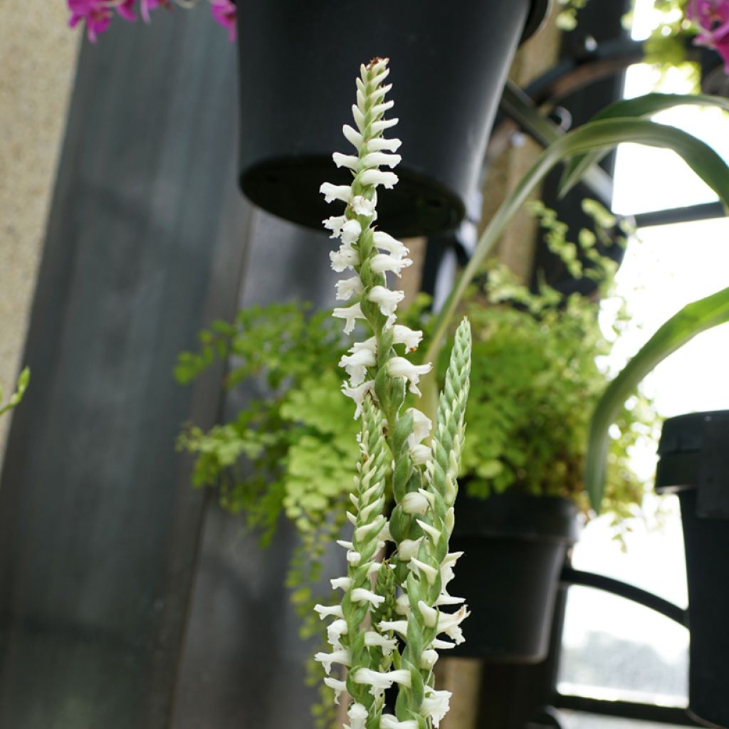 Spiranthes cernua var odorata Chadd's Ford