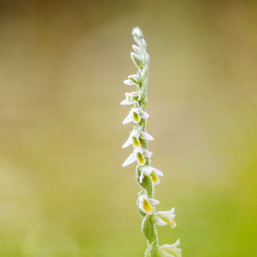 Spiranthes ochroleuca