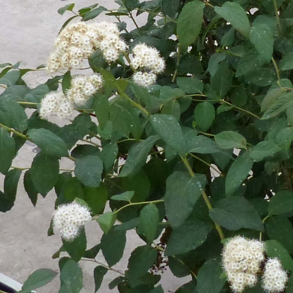 Spirée Double Play Blue Kazoo - Spiraea japonica