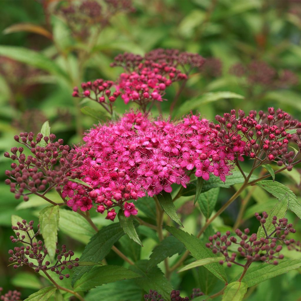 Espirea japonica Neon Flash - Espirea del Japón