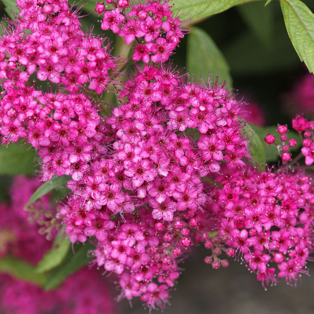 Espirea japonica Neon Flash - Espirea del Japón