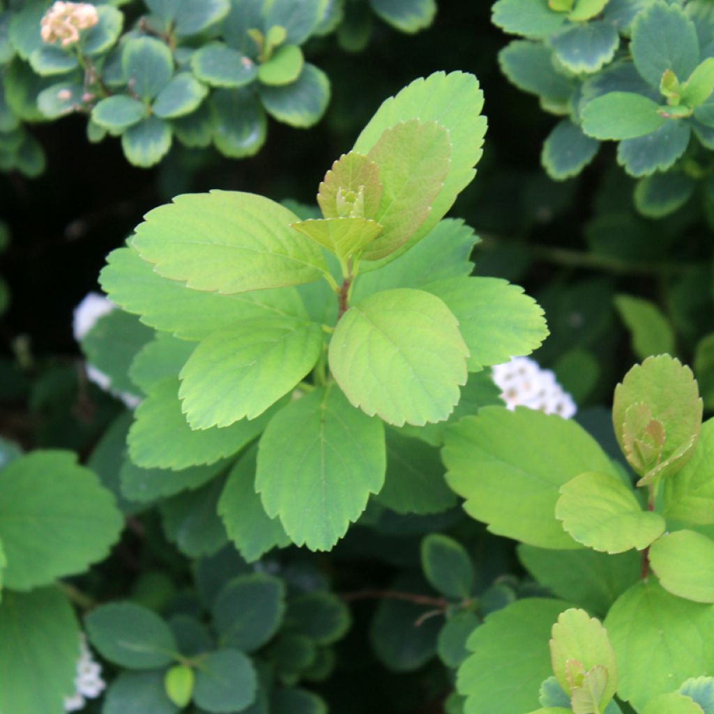 Espirea betulifolia Tor