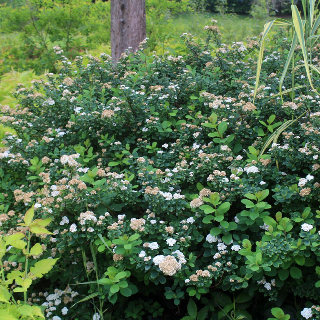 Espirea betulifolia Tor