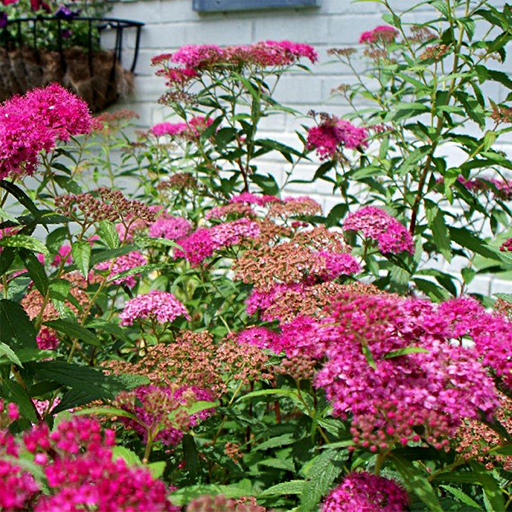 Spirée japonaise Anthony Waterer - Spiraea japonica