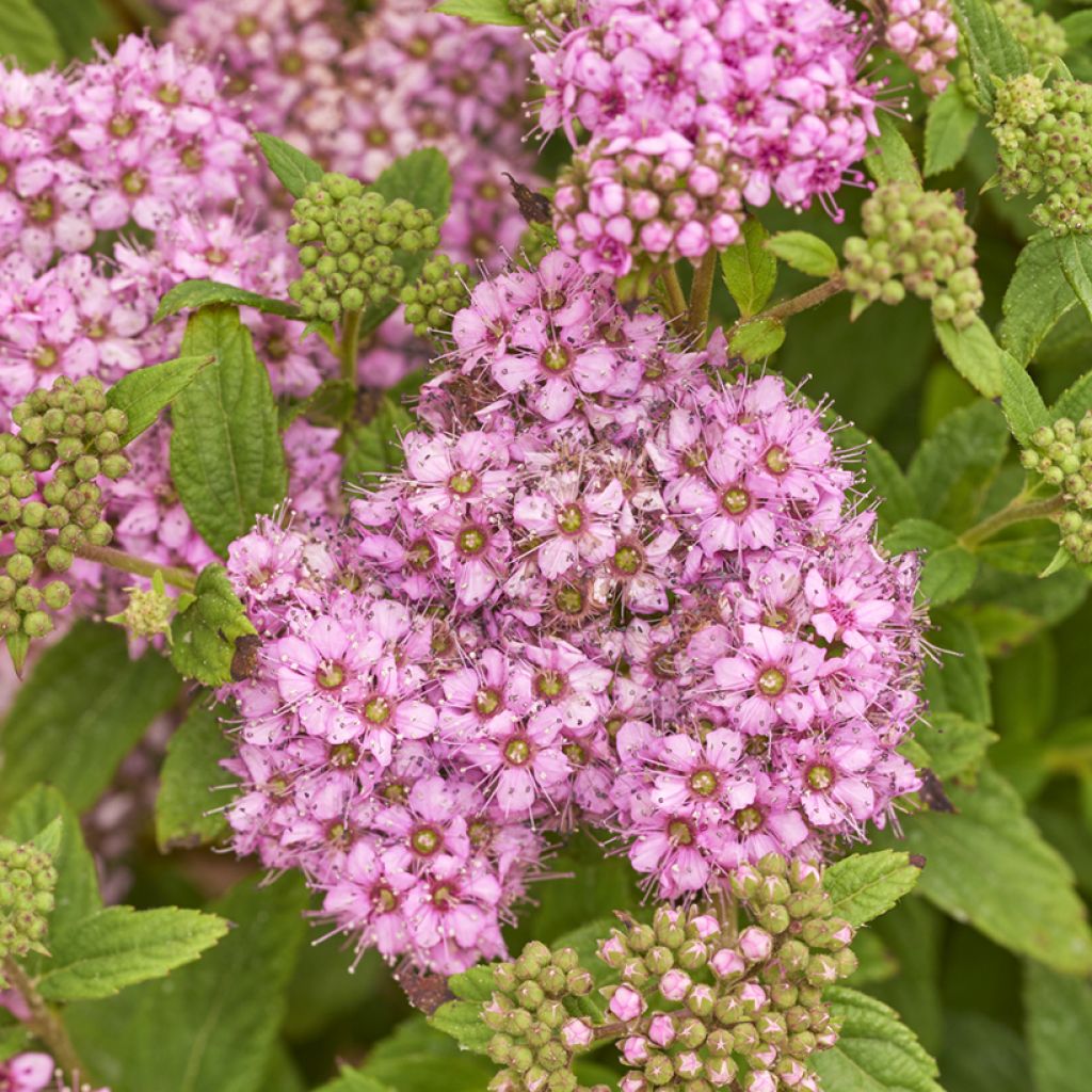 Espirea japonica Fenna - Espirea del Japón