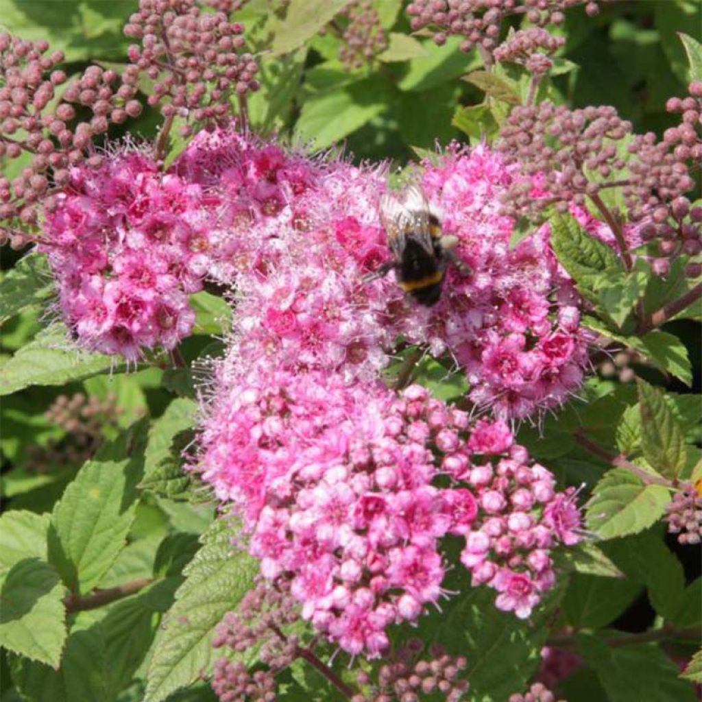 Espirea japonica Little Princess - Espirea del Japón